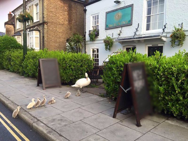 The Top Marks with almost top marks! <a href="/thesuninnbarnes/">The Sun Inn</a>! #PubQuiz #Barnes question.one/abRq8w