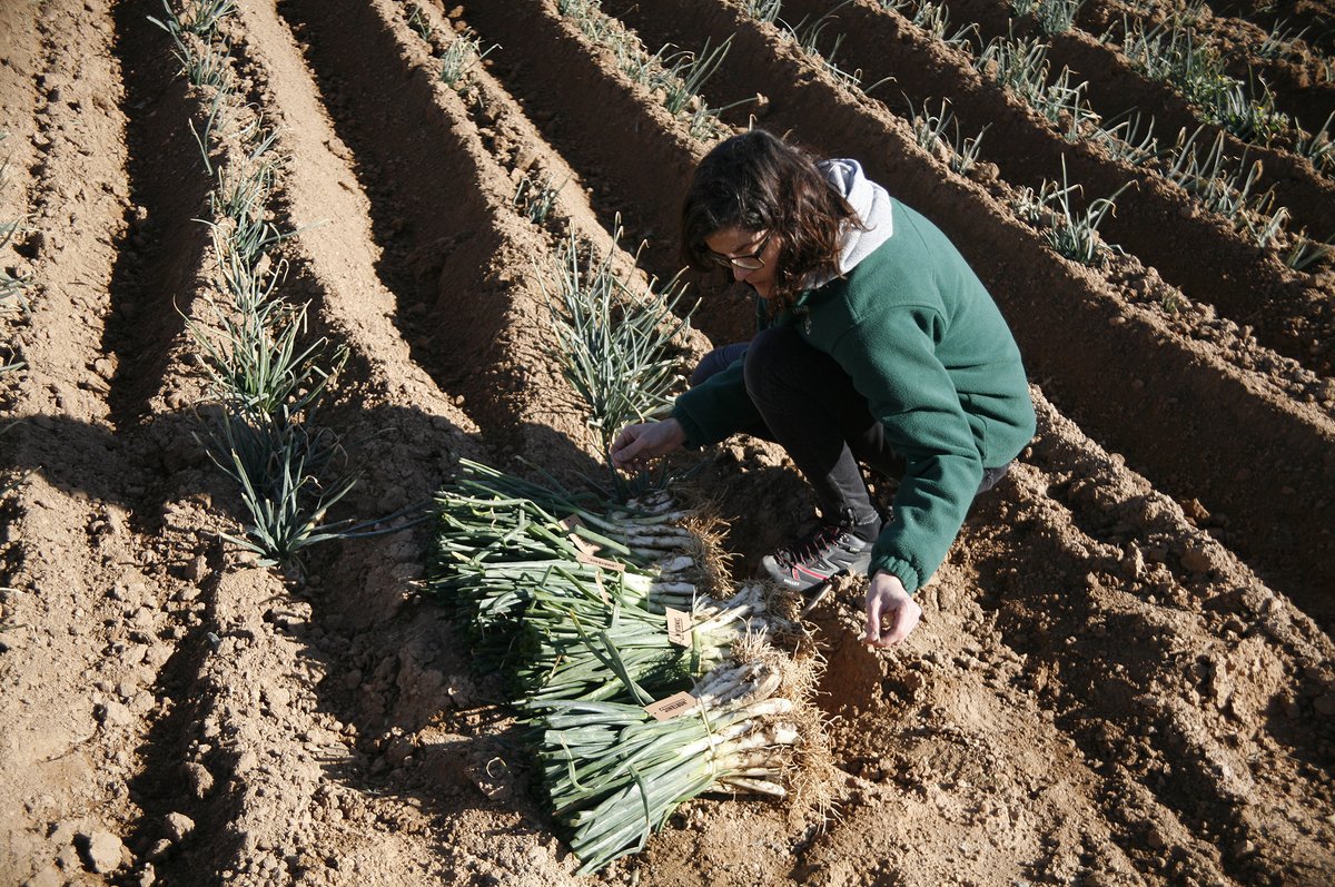 hortanic's tweet photo. ☝✌👌🏻 A veure, que no ens descomptem: Un, dos, tres, quatre... i així fins a 100!

🙅🏻 Encarrega el teu pack de 100 #calçots ecològics d'#Hortànic i gaudeix d'una #calçotada de pel·lícula

#ecològic #proximitat #km0 https://t.co/Xci3bJzajw