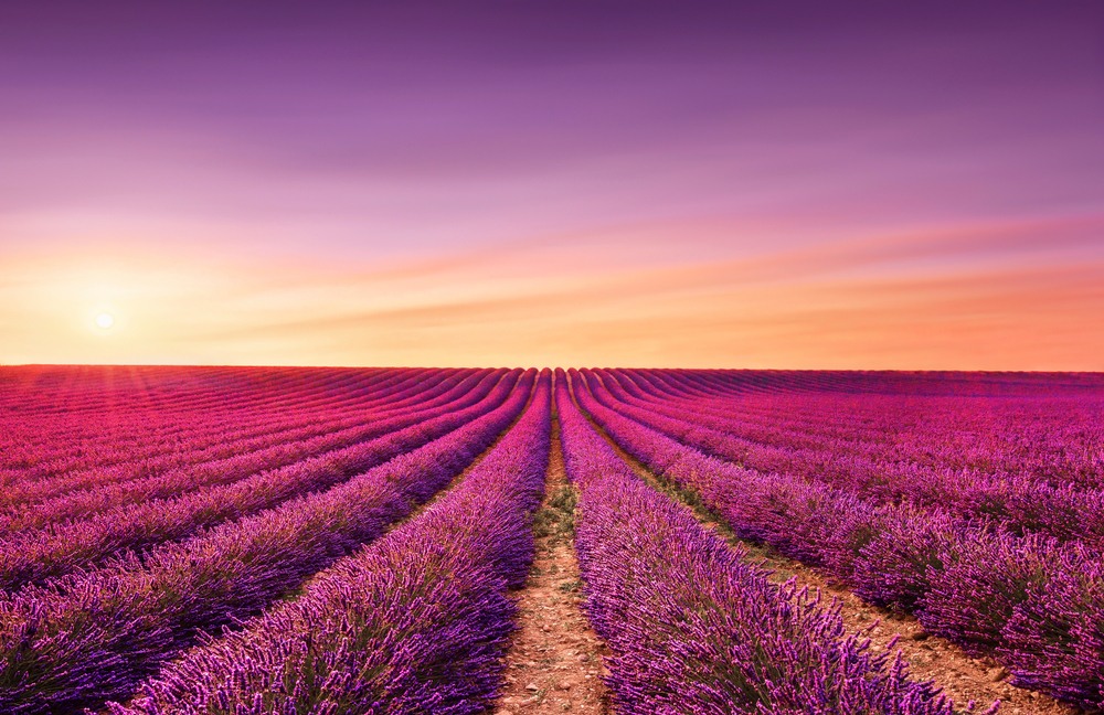 💘¡Feliz San Valentín #logitraveller!👼🏹 Hoy te descubrimos en nuestro Blog la romántica ruta de la lavanda en la Provenza francesa.🌷 Un destino idílico para unas vacaciones de ensueño. 👇 logi.travel/giztembv