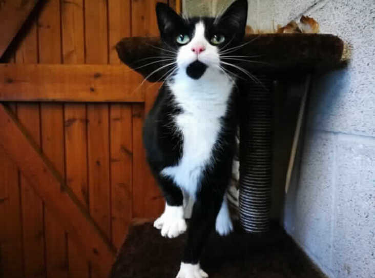 leaderlive's tweet photo. William Catner is looking for someone to beam him up to his forever home! @WilliamShatner #StarTrek #FindAPet
https://t.co/umsSm519gi https://t.co/v0FixWTnk7