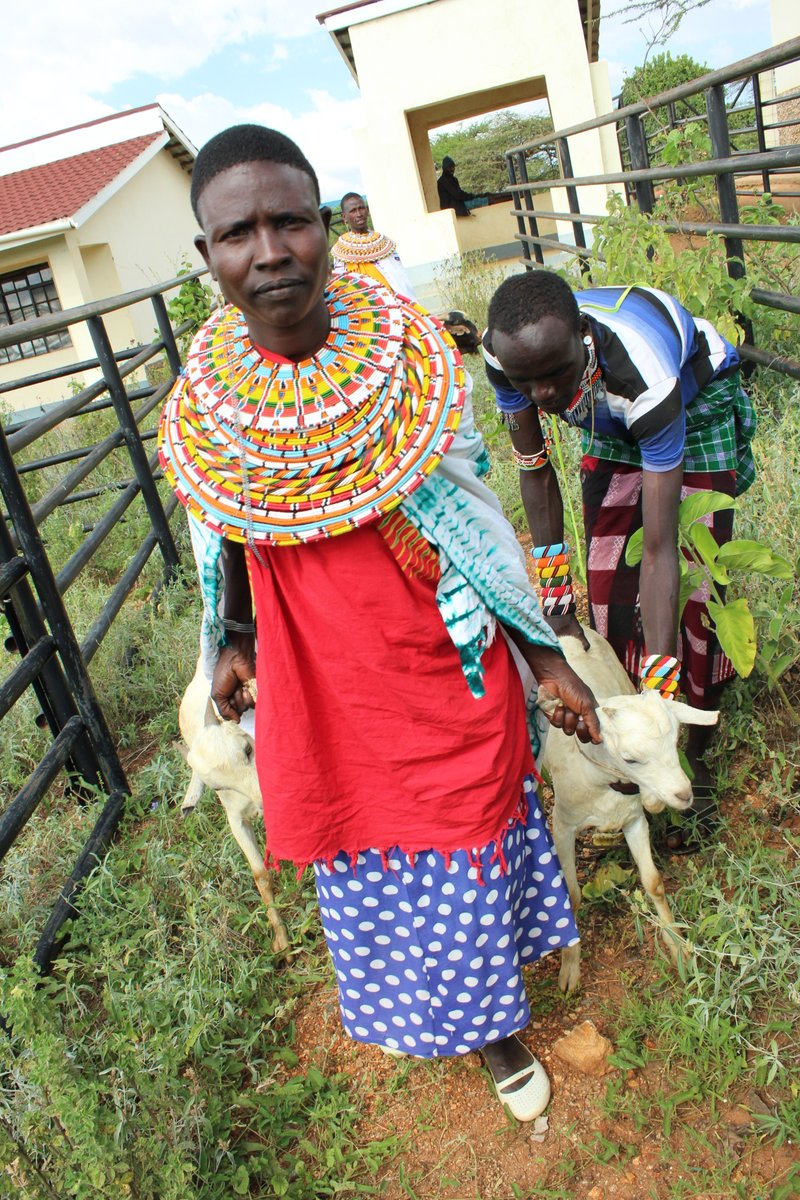 amfratech's tweet photo. Pilot Test; #Digitalization of Oldonyiro Livestock Market in Isiolo County, Kenya.The 2nd @klmc market for the #MifugoData system operation &amp; digitizing trading data. The locals look forward to the realization of the benefits of this Tech @CTAflash @SabdiyoDido @obiwere #CLIMARK https://t.co/jjwyrP4OKp