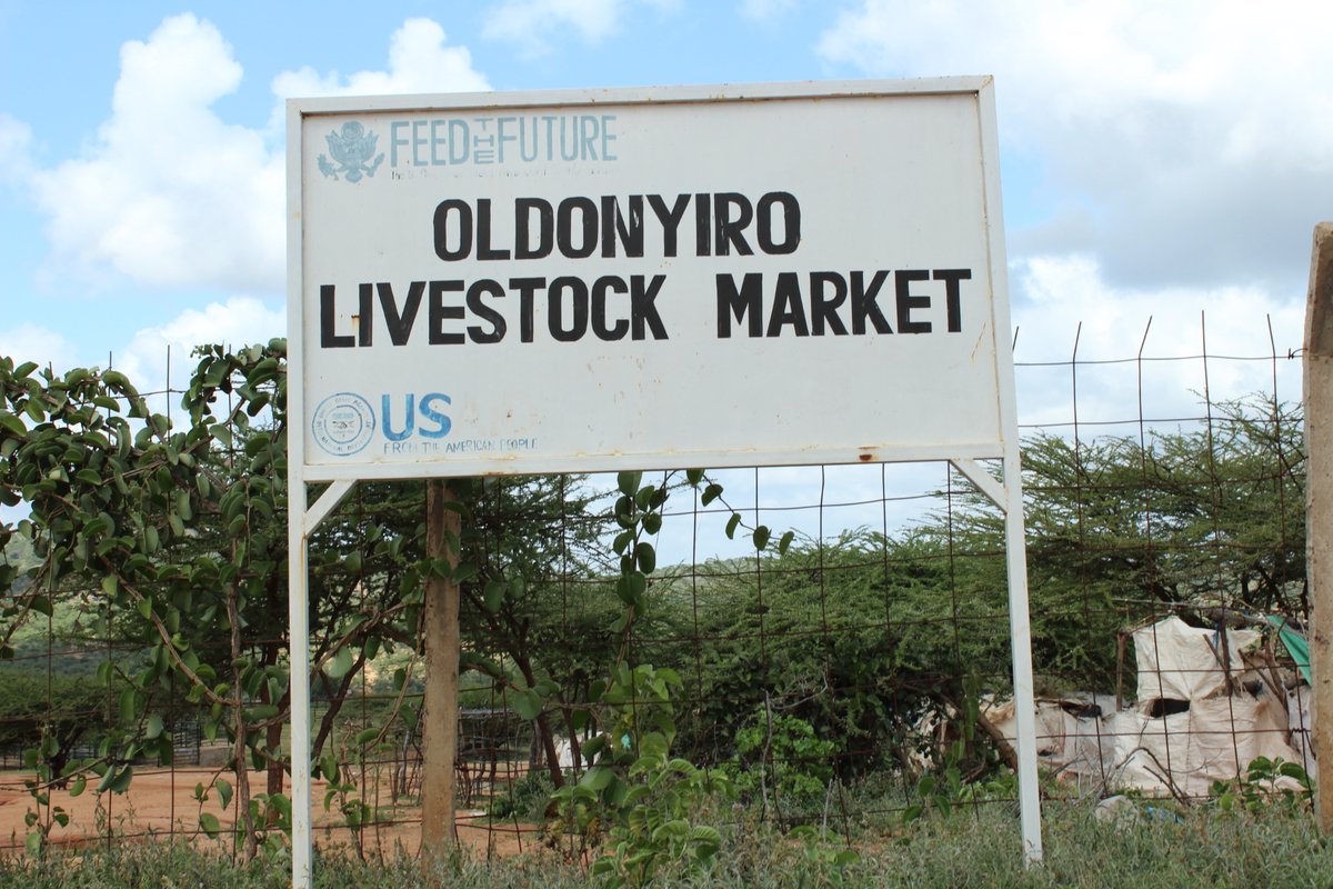 amfratech's tweet photo. Pilot Test; #Digitalization of Oldonyiro Livestock Market in Isiolo County, Kenya.The 2nd @klmc market for the #MifugoData system operation &amp; digitizing trading data. The locals look forward to the realization of the benefits of this Tech @CTAflash @SabdiyoDido @obiwere #CLIMARK https://t.co/jjwyrP4OKp