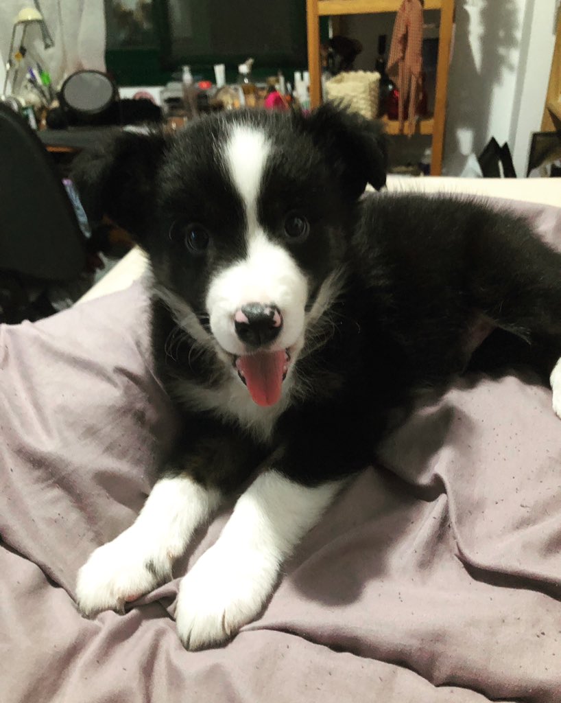 laubenitez98's tweet photo. 🐶🥺🐾 https://t.co/HHcVKSepDm
