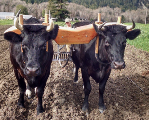 Over time, new needs have emerged in the agricultural sector and the use of data to inform decision-making and make more precise interventions is currently the accepted norm. Read more on Data and Analytics for Smart Farming... medium.com/@DataSciencing…