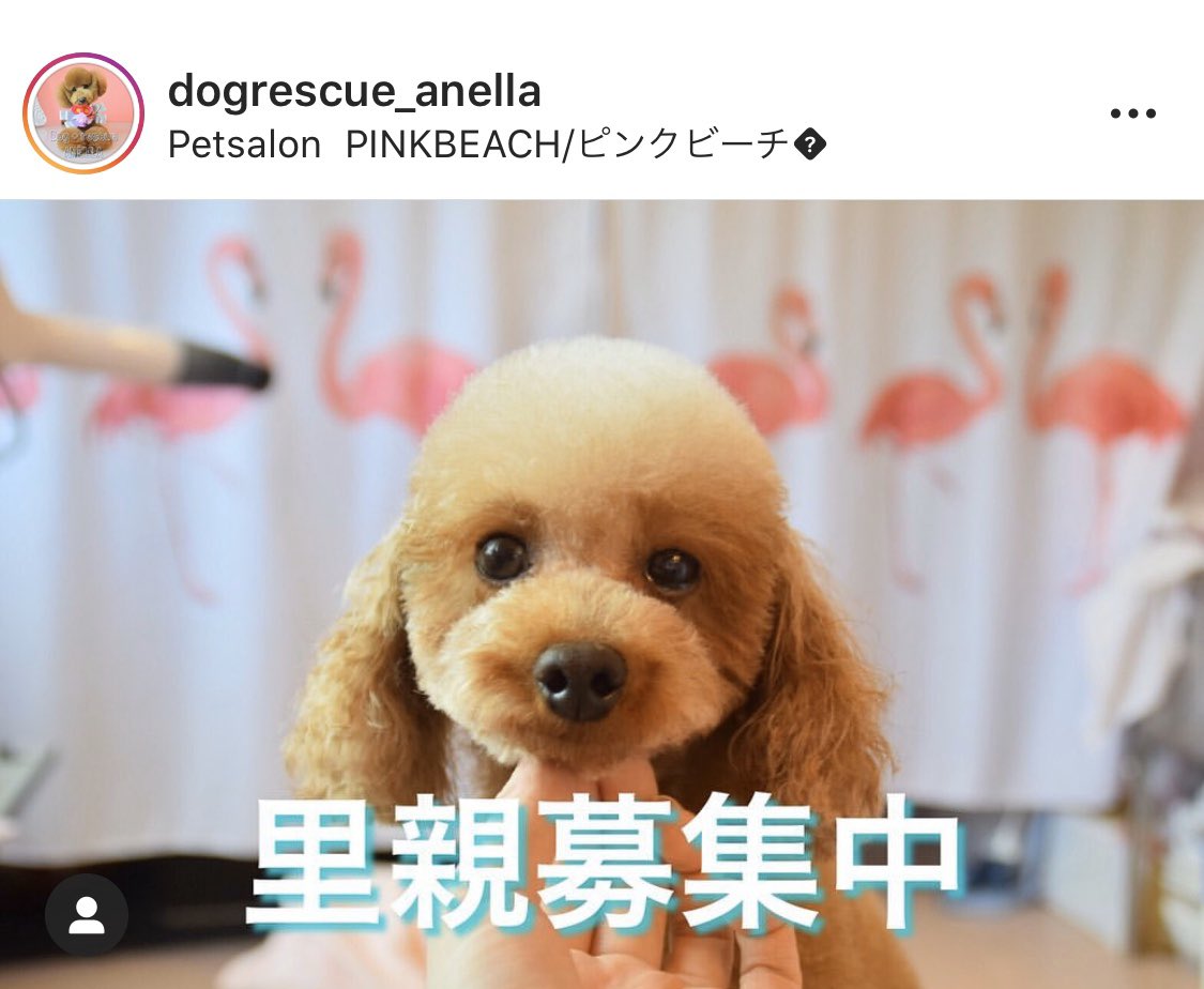 t_junchannel's tweet photo. ペットショップに行く前に保健所や保護犬カフェに足を運んでほしい。繁殖犬として扱われ、生まれてから1度もお外を歩いた事もなく、これからの幸せを待ってる動物がたくさんいます。

一匹の犬を救っても世界は変わらないけど、その一匹の世界は永遠に変わります。

1日でも早く殺処分を無くしたいです https://t.co/OLzSMnH2az