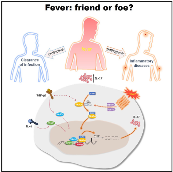 Immunopaedia's tweet image. #ArticleHighlight 
Researchers led by Prof Chen Dong from Tsinghua University (China) have demonstrated that increased body temperature critically regulates the differentiation  and pathogenicity of Th17 @ImmunityCP  *.More @ bit.ly/FeverTh17