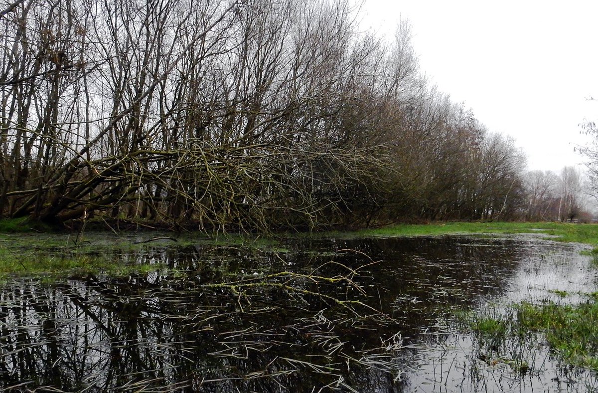HeijdenJozef's tweet photo. #HoogWater in de beekjes
Het beekje de #Raamsloop voort veel water af vanuit de akkers en landerijen.
#mijnnatuurblijft - @BoswachterFrans @Brab_Landschap @Natuurmonument @staatsbosbeheer @waarneming @NedMycVer @IVNNederland https://t.co/lLPJTSuZGo