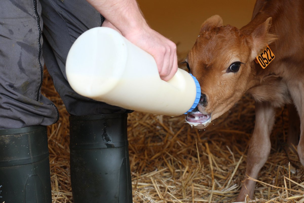Le protocole de prise en charge du veau à la naissance sur la ferme, c'est par ici : bel-orient.fr/blog/post/sant…