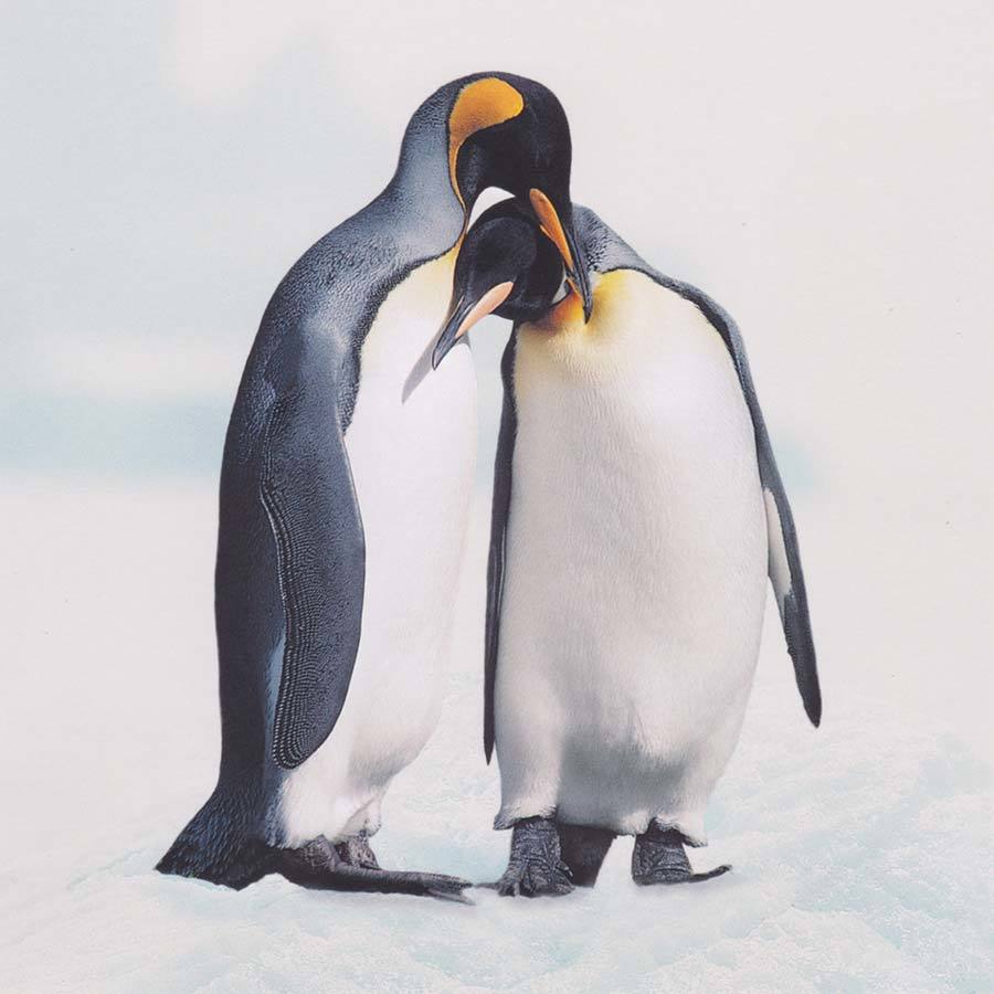 Top tip. When jostling to the front of a crowd, onto a bus or to the bar, take tiny Penguin Steps. Big steps need a lot of space to move into - rapid little steps keep you bunched up, blocking someone moving in 🐧🤣🚆 #commuting