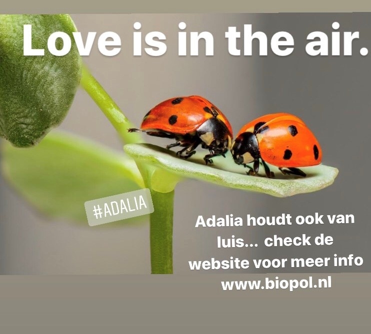 Check op de website de andere liefdes van de Adalia bipunctata... #lieveheersbeestjes #adalia #natuurlijkevijand #luisbestrijding #valentijnsdag #biologisch