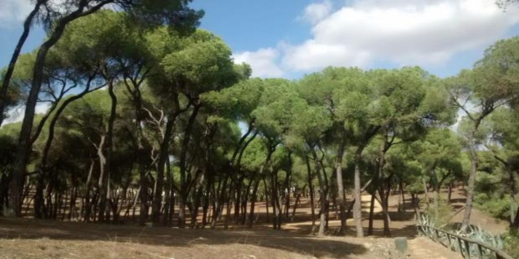 LCVerde's tweet image. 🌳🌲 Toledo tendrá un nuevo bosque urbano con 1.000 árboles en La Legua ➡ bit.ly/31UurNJ

#Toledo #pulmonverde #pinocarrasco #ciudadesverdes #espaciosverdes #verdeurbano