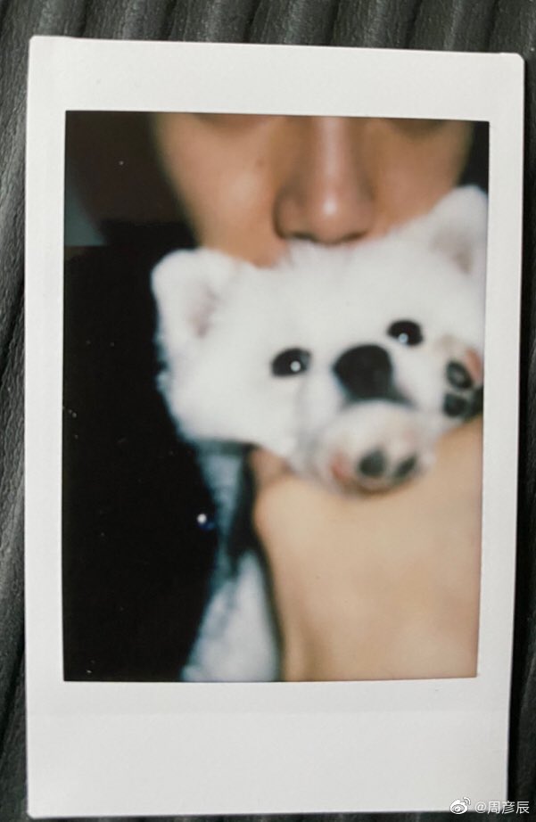 dearyancheon's tweet photo. yanchen took so many polaroids of kimchi !!!! 

“what day is it today? 🤚🏻👂🏻🤚🏻 haha, whenever i think of this question, what pops up right at the back of my head is definitely ZXJ~~~”

my #漫天星辰 is still going strong uwu ❤️❤️❤️ happy valentine's day zhou yanchen❤️ @johnsonzzzyc https://t.co/XVIEkckpLd