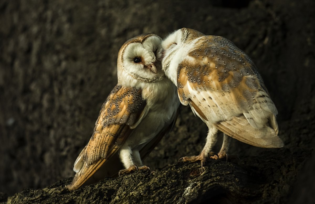 BarnOwlTrust's tweet photo. Happy Valentine's Day! ❤️

By early spring, Barn Owl pairs are usually spending much of their time at their intended nest place. Most pairs engage in mutual preening and cheek rubbing as part of courtship and pair-bonding! 😍

This wonderful photo was taken by Phil Thorogood! https://t.co/4busYtMfc9
