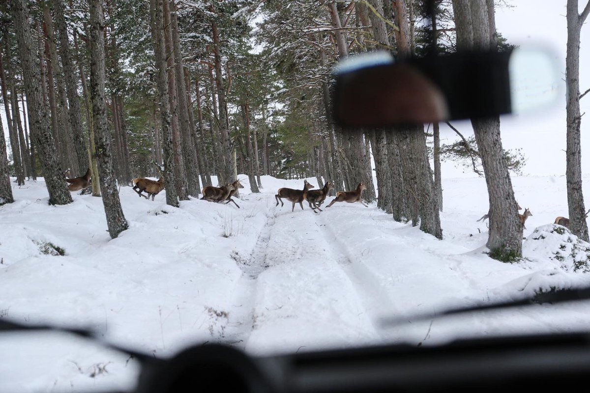 Blair_Castle's tweet photo. Experience the breathtaking winter surroundings on a off road Land Rover Safari ❄️🏔⁣
⁣
Spot wildlife, including red deer, mountain hares, birds of prey and you may even see a Highland pony or three! 🐴🦌⁣
⁣
To book your off road Safari, call us today on 01796 481355 📞⁣ https://t.co/70kQ1XycZB