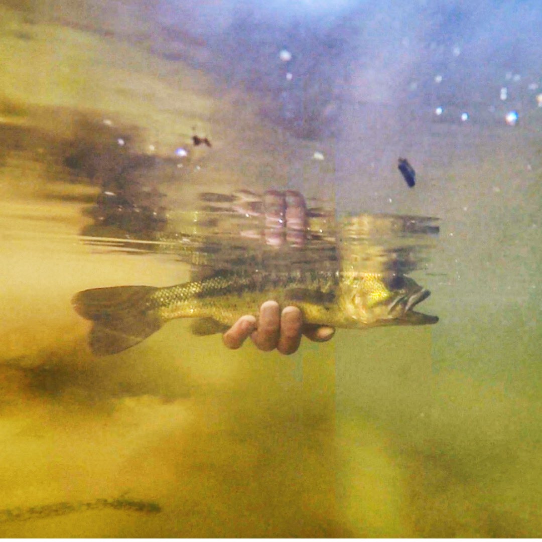 EdgFishing's tweet photo. Who else loves underwater shots? #underwaterphoto #bassfishing #fishingtime #fishingislife #fishingphoto #largemouth https://t.co/TZ51jnVXrv