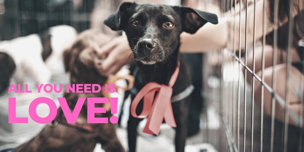 goldmann_kim's tweet photo. #HappyValentinesDay2020  Looking for a steady relationship?Think about adopting a dog or cat. Unconditional love – kisses, cuddles and love are just a few of the treats you will get with a four-legged Valentine. They are waiting in shelters for someone to be their one and only. https://t.co/AnMAdapPZW