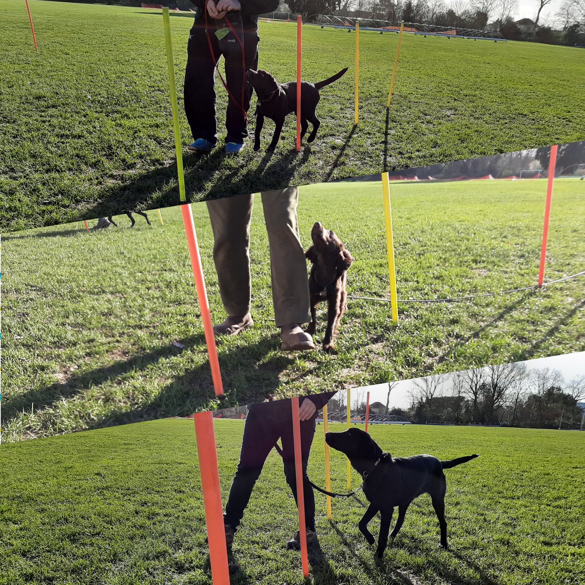 Lovely #LooseLeadWalking practise from our Wednesday 10am intermediate #dogtraining class.

#heelwork #gooddogs #dogtraining #eghamdogtraining #puppytraining