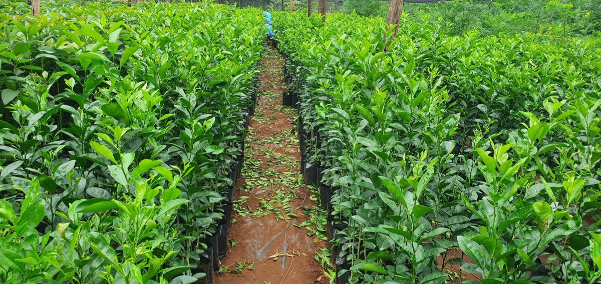 Orange Trees for Sale