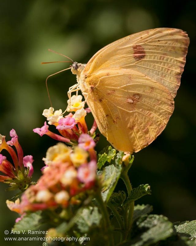 Sold a print of this photo to a buyer in Boise! #butterfly #photography #walldecor #nature #art ift.tt/2OQgL0Q