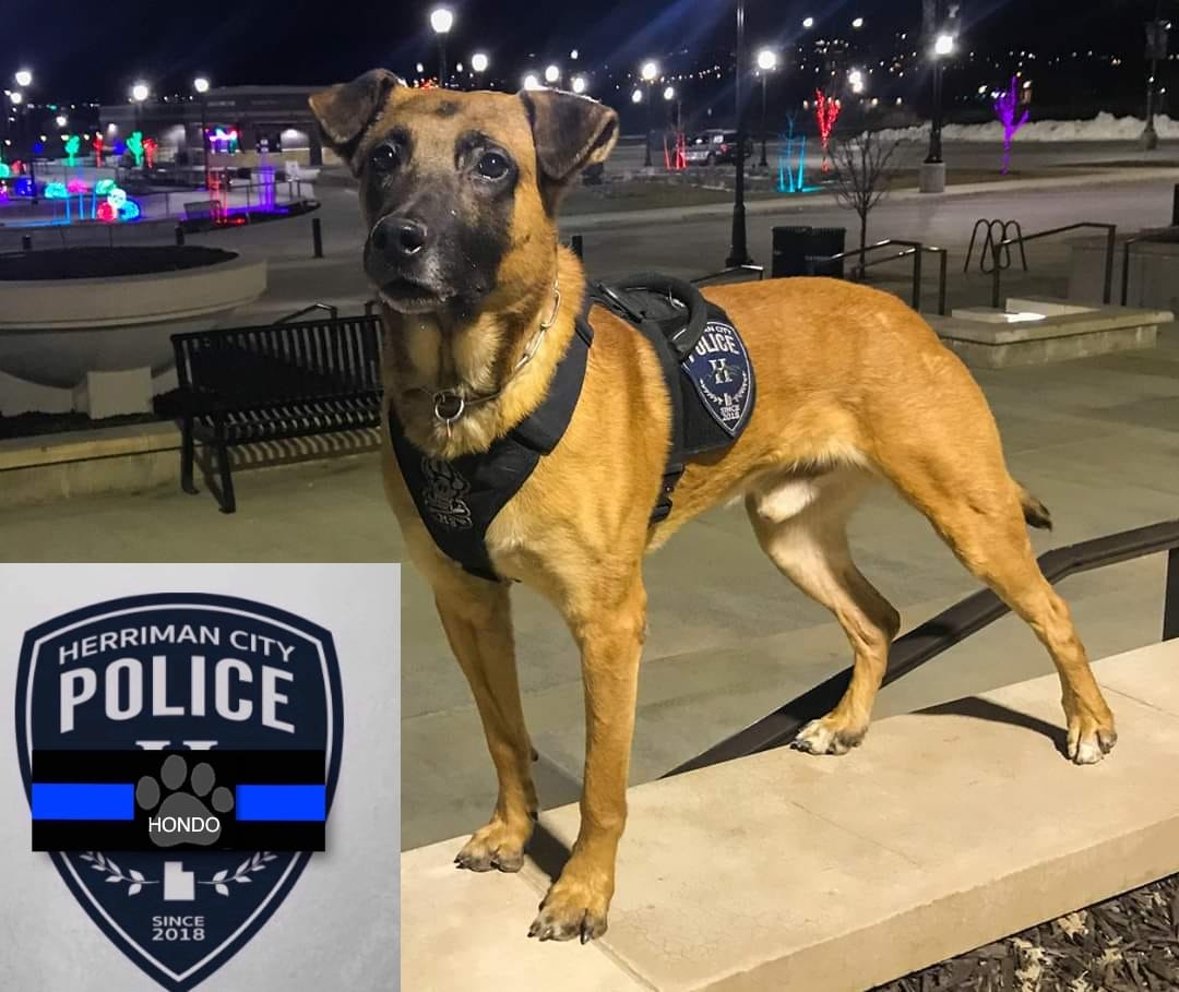 Thoughts & Prayers to @HerrimanPolice today after losing K9 Hondo during the apprehension of a violent fugitive in Salt Lake city overnight. Rest Easy boy.  Thank you for your service. 
@allaboutmonica
@danabrams @Sean_C_Larkin 
#RIP #K9Hondo #backtheblue #policek9 #k9leadstheway