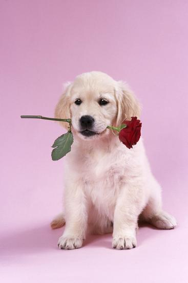 Rains_Int's tweet photo. Happy Valentine's Day to our wonderful students, amazing teachers, and great staff! https://t.co/MnivicmSVP