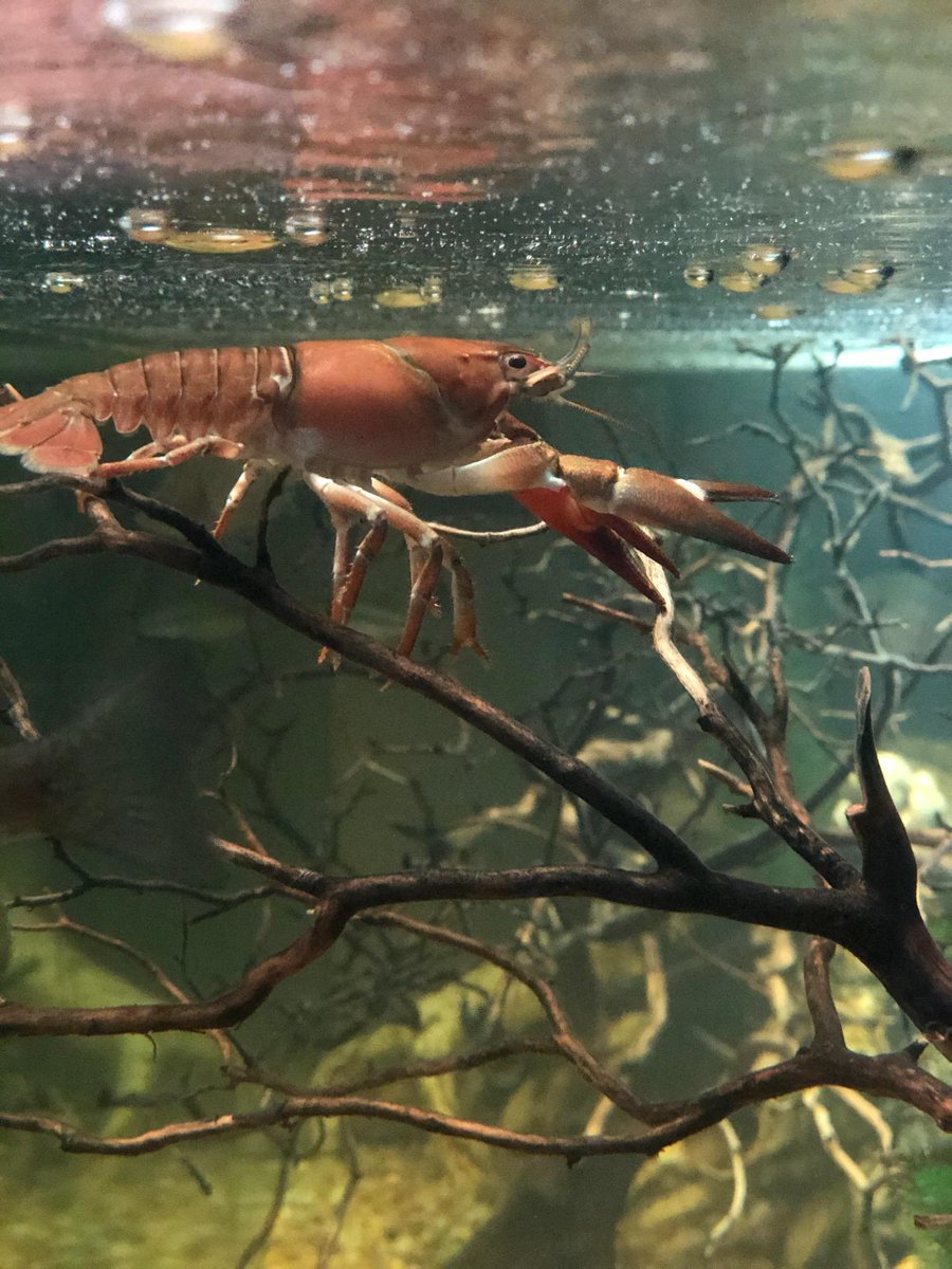 BBMWD's tweet photo. Happy Valentine's Day! Craig the crayfish is looking very festive this morning and climbing all over the structures in the tank. https://t.co/5Wd012zvem
