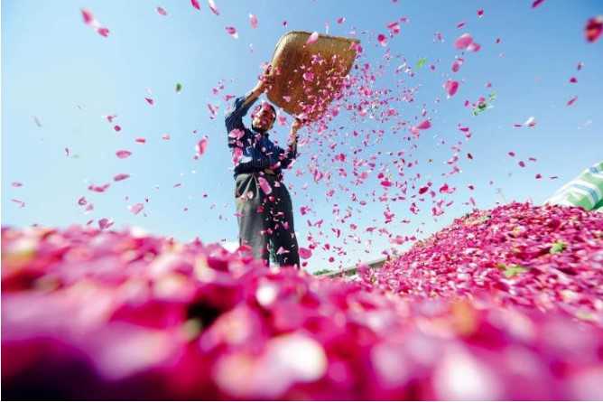 visitgansu2017's tweet photo. Valentine's Day is the most romantic season of the year! The Kushui town of Yongdeng County, Lanzhou City is known as  #XiaoLongXian wishes all lovers in the world to find their Mr. or Mrs. Right!

#ValentinesDay #KushuiRose #Gansu #VisitGansu https://t.co/bj9PU2MRfb