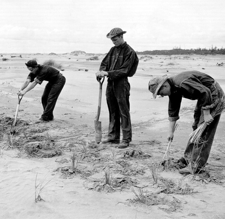 ¡Feliz aniversario Pinamar!
Para festejarlo, acá va una foto icónica por década: 
1• Fijación de medanos para poder empezar a construir