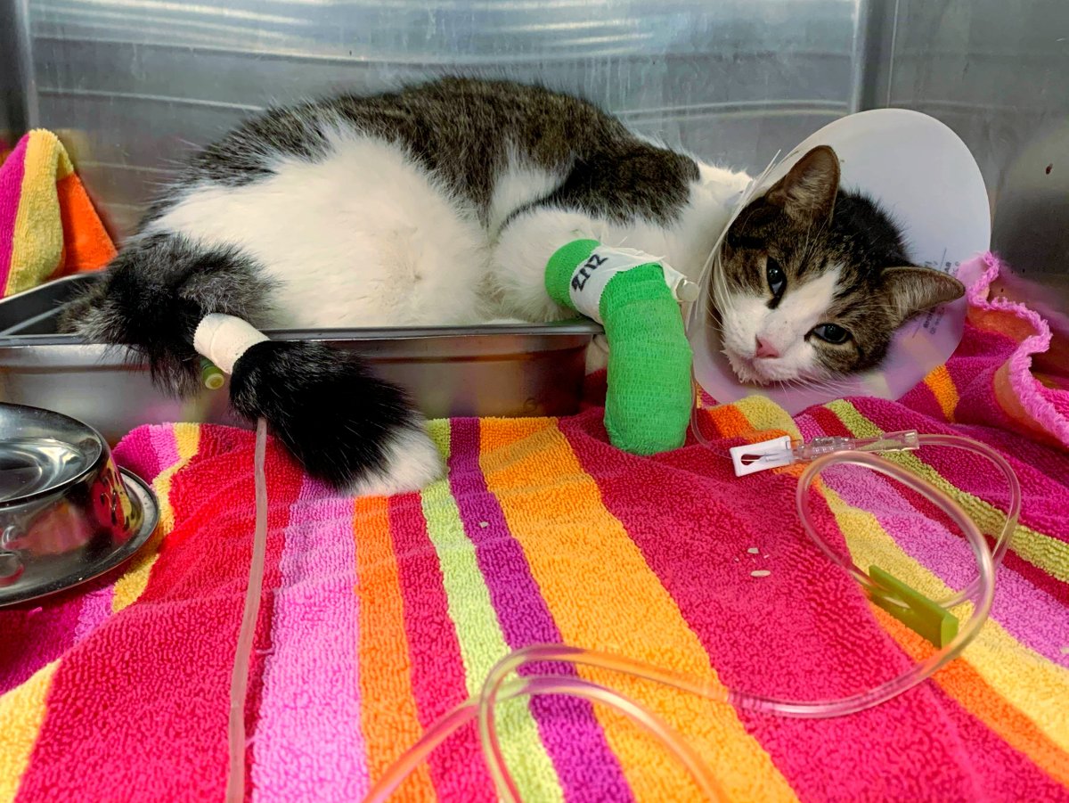 friendsofpacc's tweet photo. You make lifesaving possible @PimaAnimalCare. This #ValentinesDay read the whole story at https://t.co/h0dfnJstvO. #PACC #Tucson #FriendsofPACC https://t.co/eX2pOya9Bm