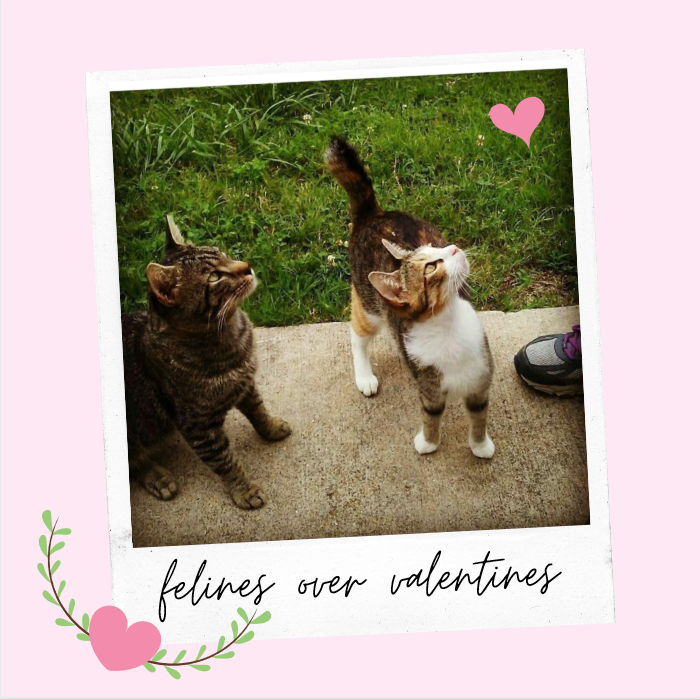 AustinPeaySOC's tweet photo. Felines over Valentines💕😉 This is Arizona, Kai, Ajax, and besties Ms. Kitty and Mr. Nutter Butter.
Keep sending us the pictures of your pets to show off we love seeing all these Gov babies! Next week we will do dogs again!!😍 https://t.co/YalRUKtvv2