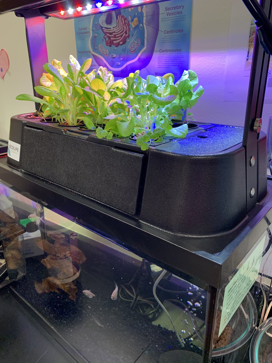 burtonbiology's tweet photo. Week 5 since beginning of aquaponics set up #gonitrogencycle #ghsapes #ghsunity π π± https://t.co/F6QT4K4INE