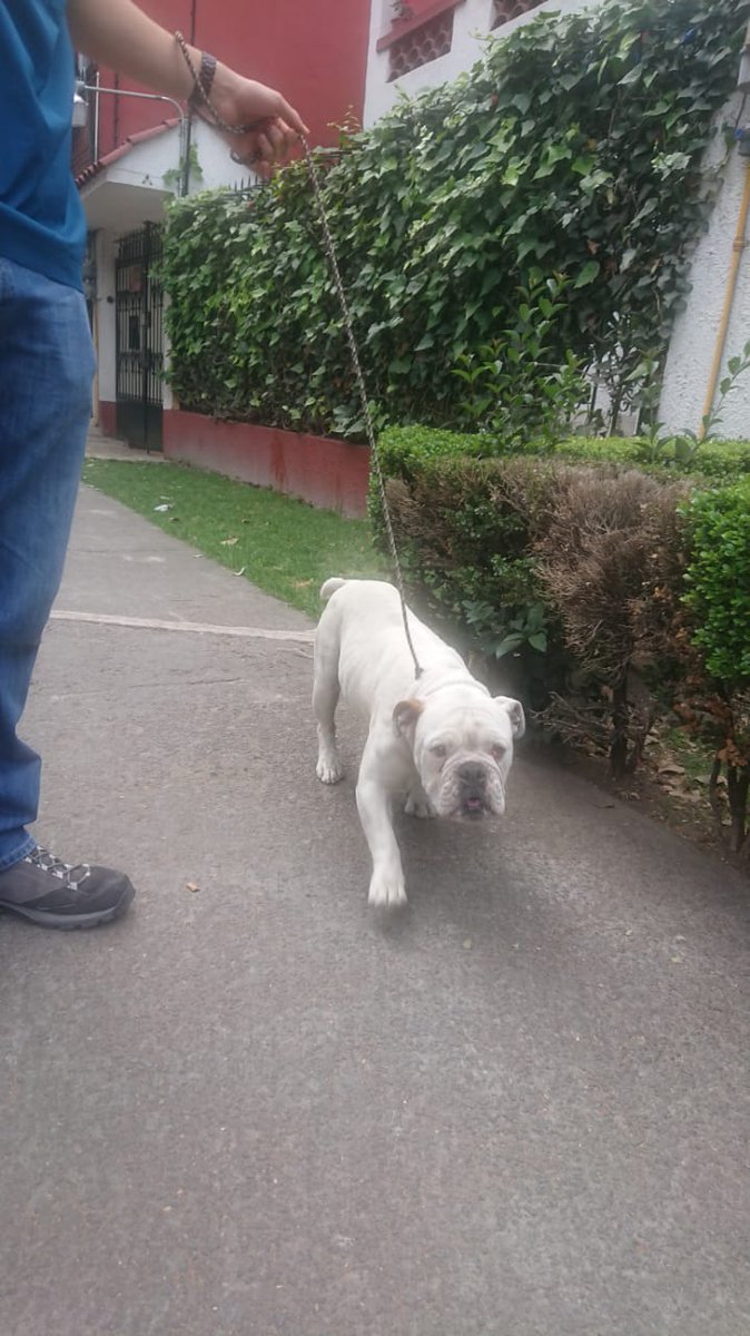 jbenlliure's tweet photo. Se buscan los dueños de este perrito estaba apunto de ser atropellado en Eugenia y Nicolás San Juan @En_laDelValle  @Narvarte_ está en la veterinaria Sanmat en en esa misma ubicación donde se encontró https://t.co/3vntMMcpFo