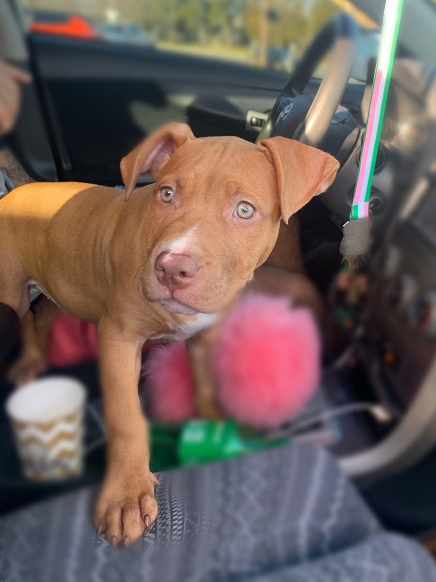 Miami_Babbyyy's tweet image. My favorite Valentine’s Day gift 🥰🤍 I love you Ccino 🥺 #puppymom #cappuccino❣️❣️