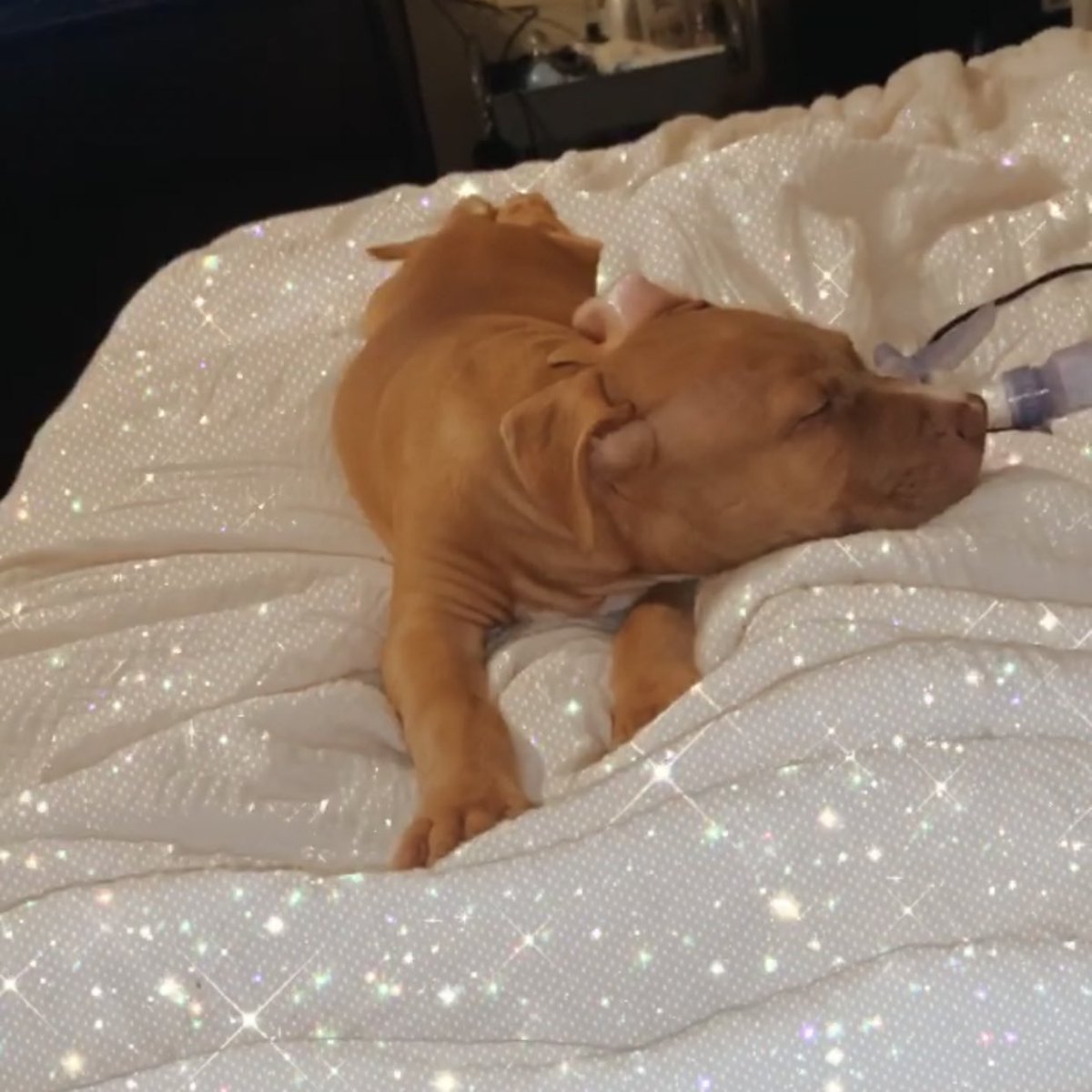 Miami_Babbyyy's tweet image. My favorite Valentine’s Day gift 🥰🤍 I love you Ccino 🥺 #puppymom #cappuccino❣️❣️