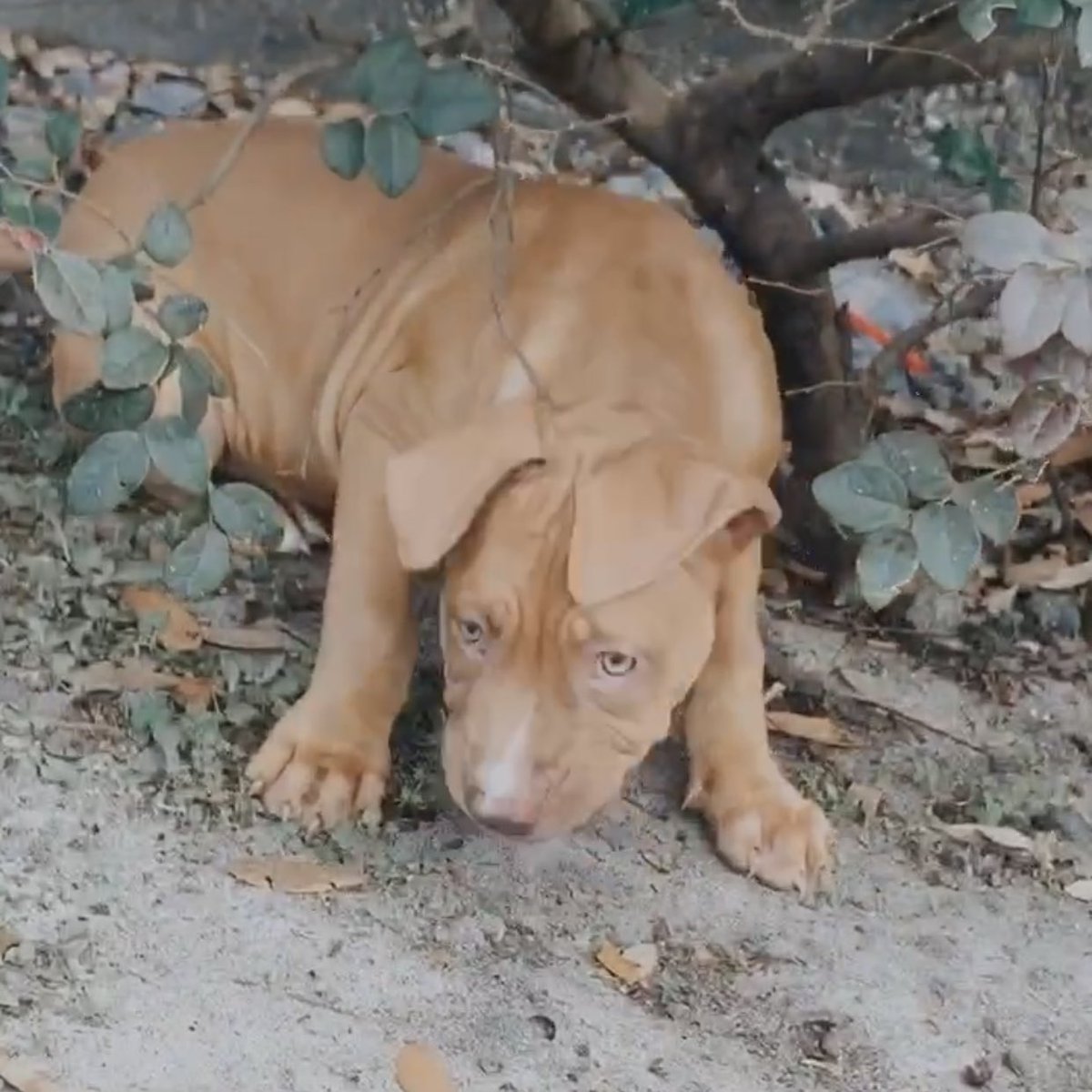 Miami_Babbyyy's tweet image. My favorite Valentine’s Day gift 🥰🤍 I love you Ccino 🥺 #puppymom #cappuccino❣️❣️