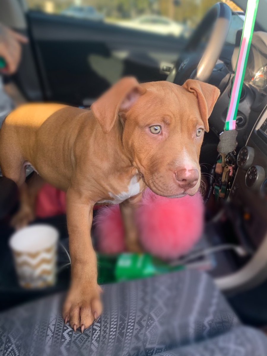 Miami_Babbyyy's tweet image. My favorite Valentine’s Day gift 🥰🤍 I love you Ccino 🥺 #puppymom #cappuccino❣️❣️