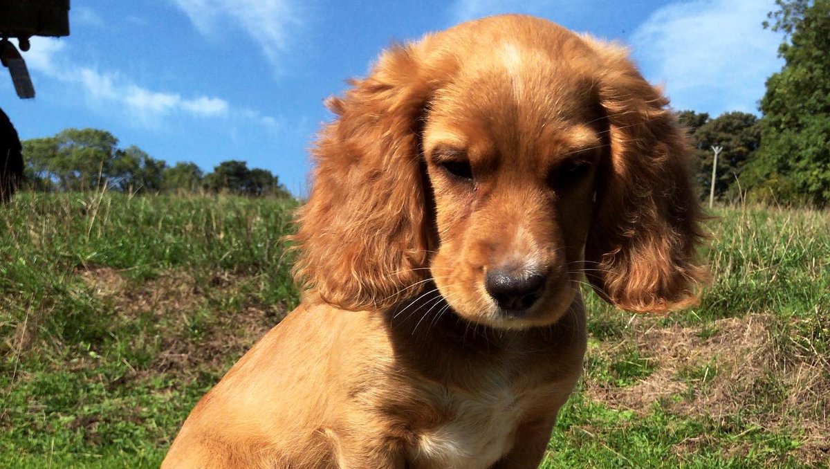 LadiesDog's tweet photo. Okay, I'm in a real soppy mood so here's another gorgeous doggo for today ๐๐ถ๐
๐ท @its_a_working_dog_life
#spaniel #workingdogs #gundogsofinstagram #workingdoglife #gundog #gundogmom #dog #dogs https://t.co/p4HQU5WGYm