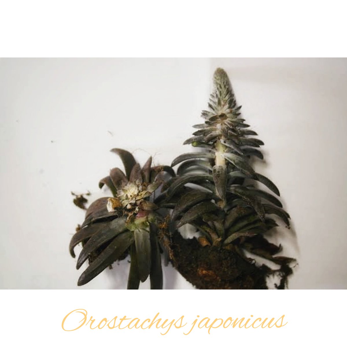 deletepride's tweet photo. Delete Tea Ingredients: Orostachys japonicus 
#deletepride #deletetea #deletetherapy #detox #organic #plantbased #psoriasis #psoriaticarthritis #eczema #dermatitis #asthma #rhinitis #inflammation #antidepressant #antianxiety #FDAApproved #NPFRecognized https://t.co/Pxmyef7TeS