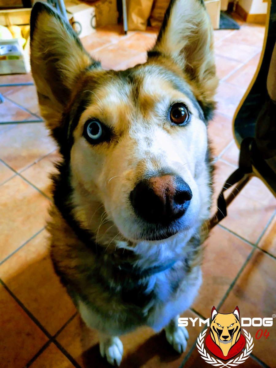 sym_dog_04's tweet photo. Face à des chiens réactifs, vivre une expérience positive avec un congénère dans le calme qui désamorce les conflits naturellement. merci Helyum 
#symdog04 #symdog #husky #huskie #educateurcanin #educationcanine #castellane #paca #alpesdehauteprovence #provence #chienregulateur https://t.co/avmjmAsXsV