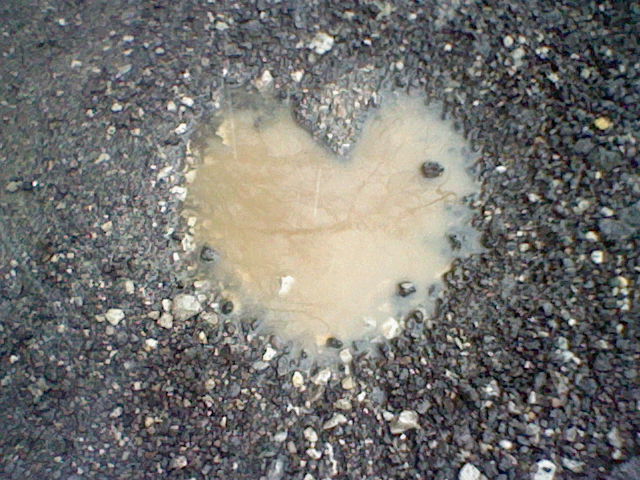 TheBeastRun's tweet image. Happy Valentine's Day!
@MountainFuel_UK @UpandRunningNOT @MeltonSport @ActiveLeicester