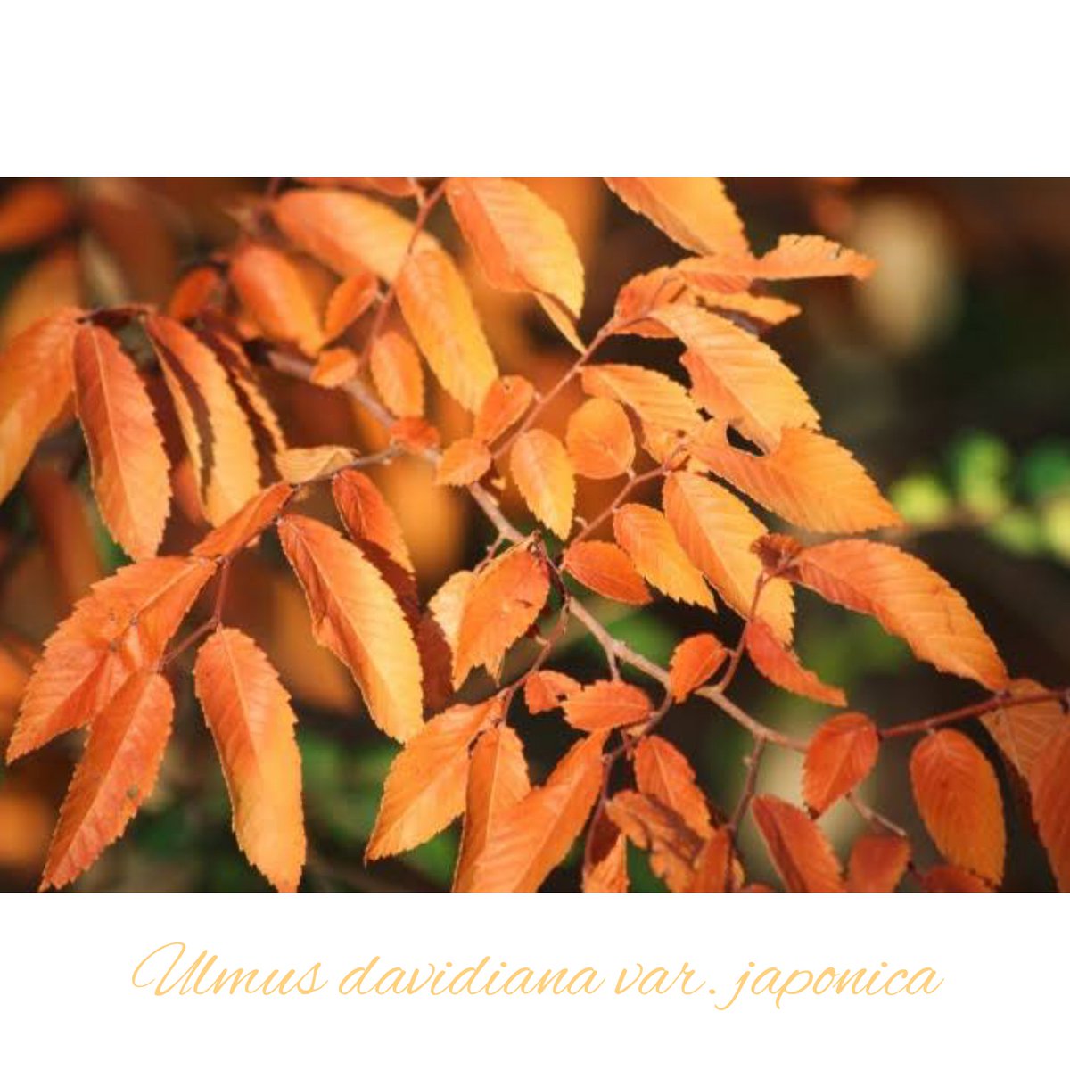 deletepride's tweet photo. Delete Tea Ingredients: Ulmus davidiana var. japonica 
#deletepride #deletetea #deletetherapy #detox #organic #plantbased #psoriasis #psoriaticarthritis #eczema #dermatitis #asthma #rhinitis #inflammation #antidepressant #antianxiety #FDAApproved #NPFRecognized https://t.co/YFsXUtHgtw