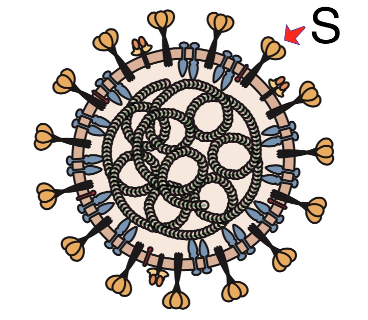There is a cleavage site in the spike glycoprotein of the SARS-CoV-2 for furin proteases. The closest virus from a bat does not. Read about the implications, at virology blog bit.ly/39AA1aI #SARSCoV2 #COVID2019