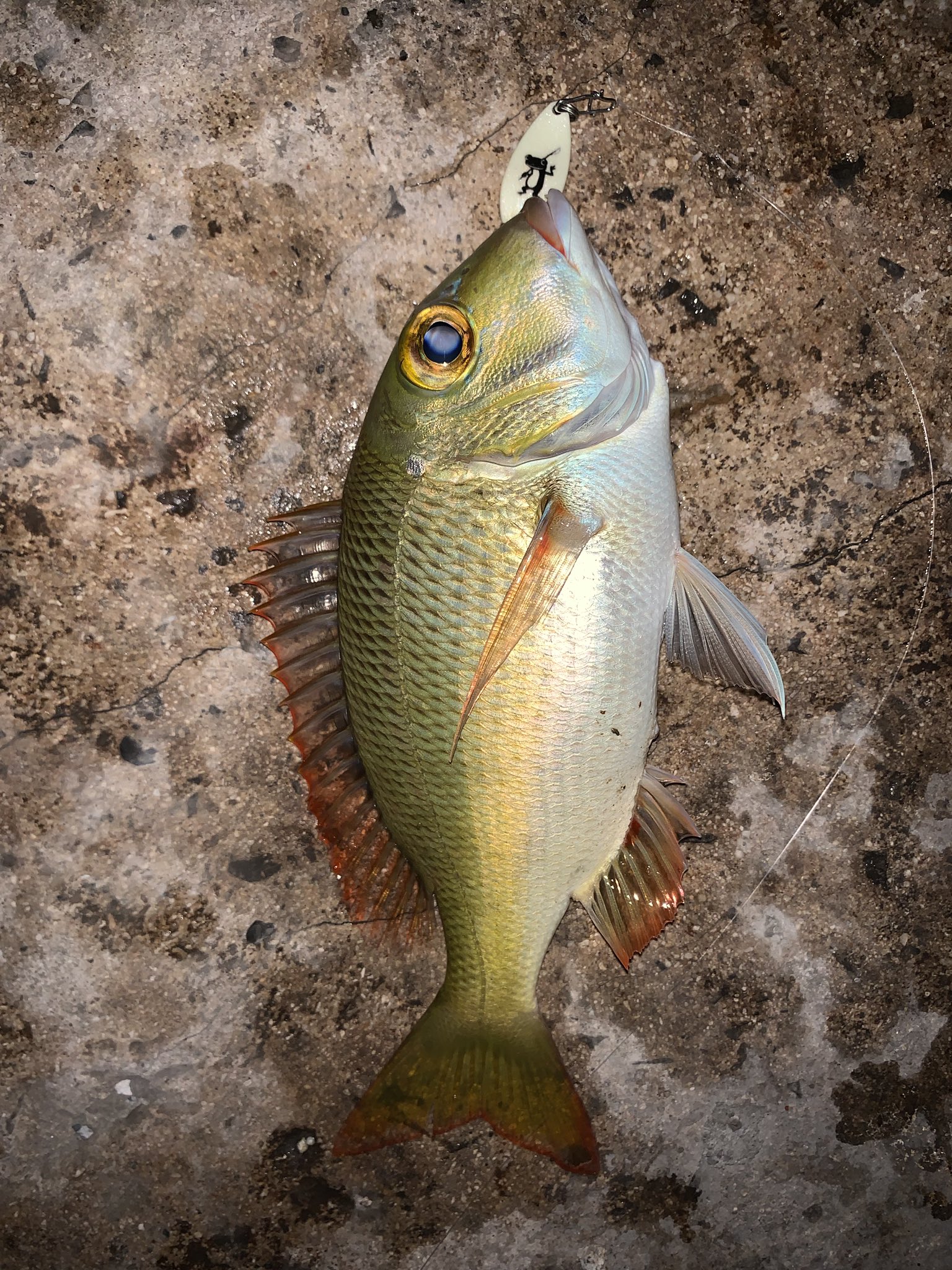 ヒロ すみません 魚種に詳しい方 このフエフキの魚種判定をしてもらいたいのですが 分かる方おりますか 去年も釣り アミフエフキかな と言う事になったのですが よろしくお願いします 沖縄ルアー 蛙スプーン 石垣島 フエフキ 釣り 魚種判定