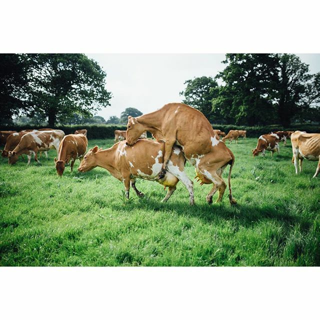 💕Happy Valentines Day 💕 Hope your day is as frisky as @phil_durbin beaute Guernsey cows 😂

#guernseygold #creamy #somerset ift.tt/37t0Zj4