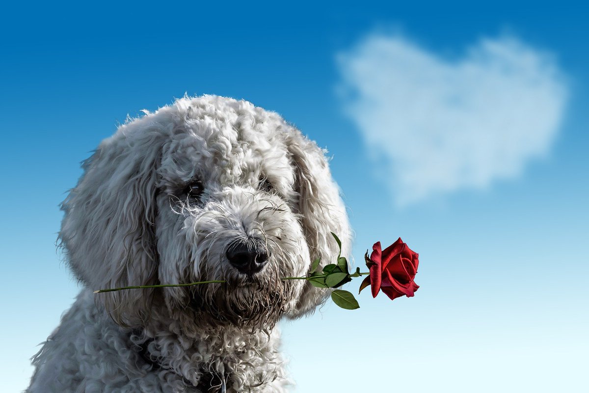 purovets's tweet photo. Happy #ValentinesDay everyone! Here is a cute pic of a dog and rose because, well... IT IS SUPER CUTE! #veterinary #vets #vetjobs #vetrecruitment https://t.co/PWBvZ5W6wu