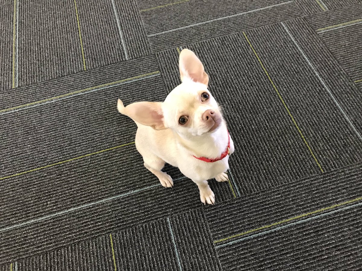 FelceGuy's tweet image. Meet the smallest member of the Felce and Guy team. Yes, she’s smaller than the #tinyarchitect #cute