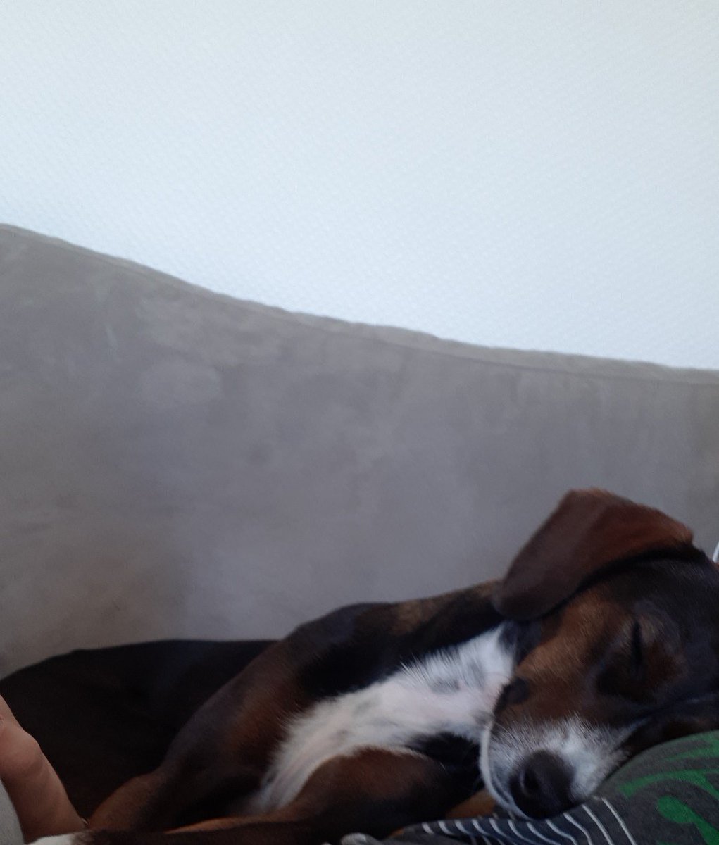 LoizeauLoue's tweet photo. @SweetNaillik Bonne #ChienValentin à vous 😘 https://t.co/w1UluVoUgj