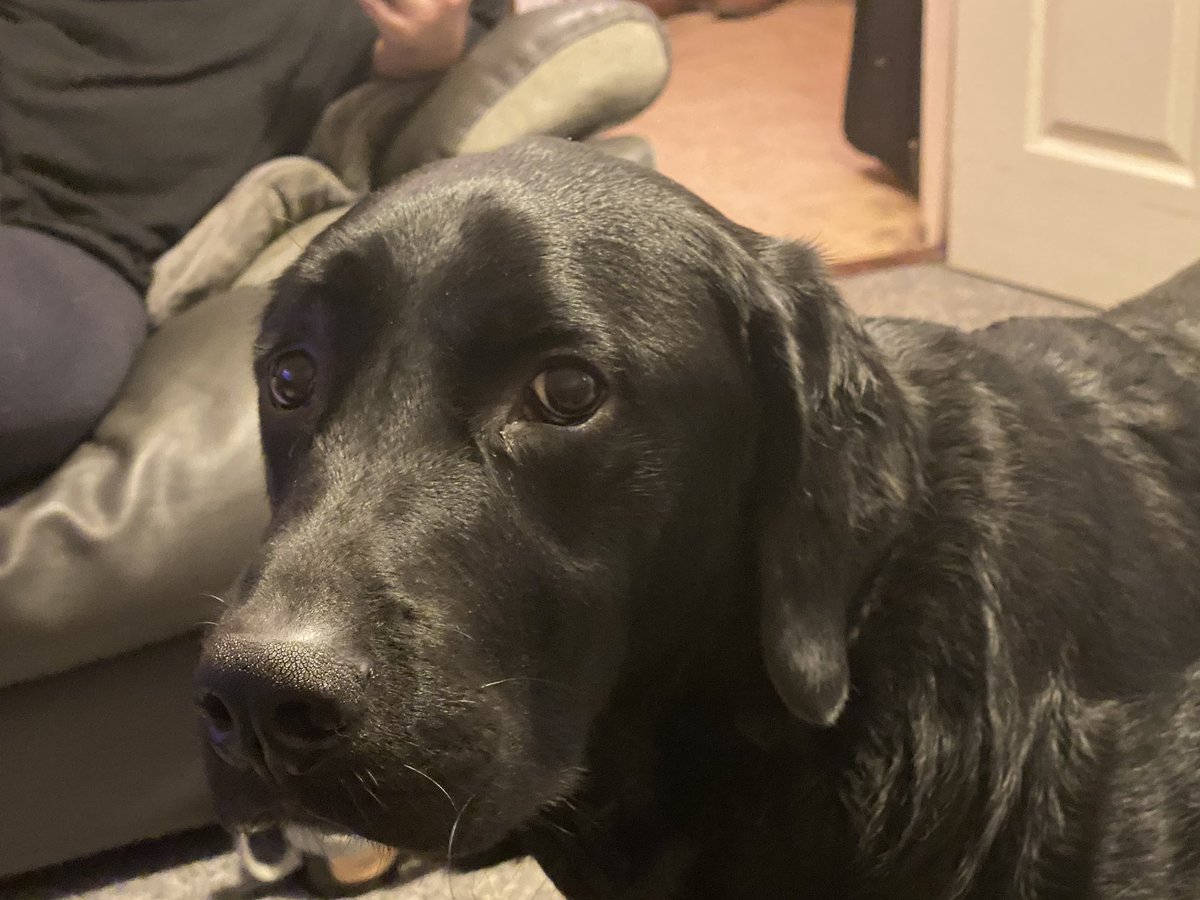 Guide Dog Fargo tweet media