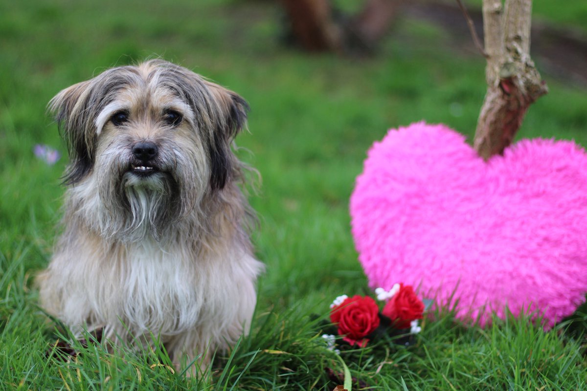 Happy Valentines from 4 of our handsome boys; Harley, Mash, Ben and of course Seamus ! We love dogs every day of the year, but today is an extra-special day for our four-legged friends, filled with even MORE treats and cuddles 🥰 #Valentine2020 #valentinesday #dogstrust
