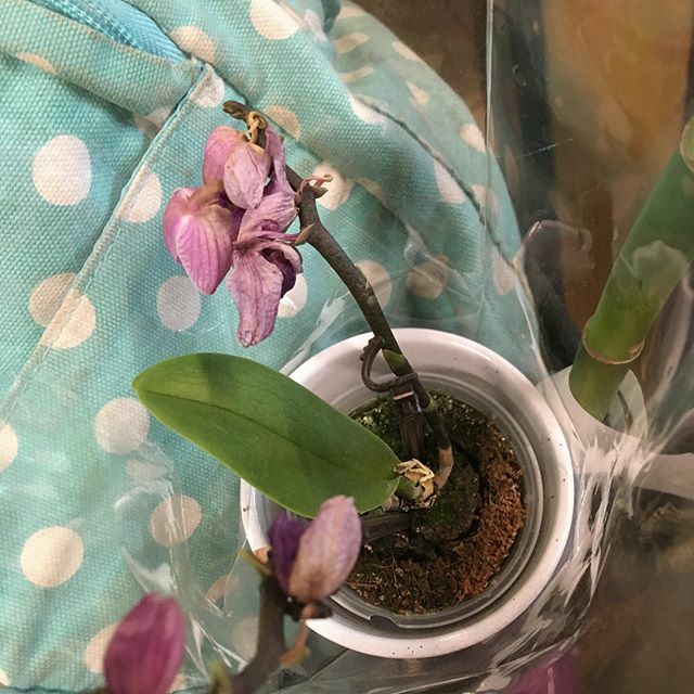 EdaurAfon's tweet image. Hey guys, I got this as an anniversary present for my father in law. I need to keep it alive for the next 6 weeks! Any advice?!?! NB: The eagle eyed among you will also note I have some bamboo. That’s for me! #orchid #phalaenopsis #randompurchase #sonotg… ift.tt/2vxcMPY